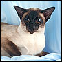 Siamese, like the popular seal point shown here, have a talent for communicating with us and are masters at human manipulation.