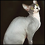 Devoted and loyal, a Sphynx will follow their humans around, wagging their tails doggy style and purring with affection.