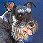 The miniature schnauzer belongs to the terrier group of the American Kennel Club.