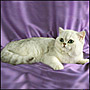 The exotic has the same body and head type as the Persian but with a short, easy-care coat.