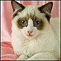 Ragdolls attain their full size and weight at around three years of age.