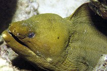 Show available picture(s) for Gymnothorax funebris
