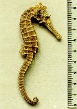Show available picture(s) for Hippocampus angustus