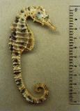 Show available picture(s) for Hippocampus abdominalis